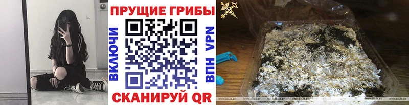Купить закладки  Куйбышев  Псилоцибиновые грибы Psilocybine cubensis 